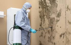 Key Vista, FL Mold Removal Services Company